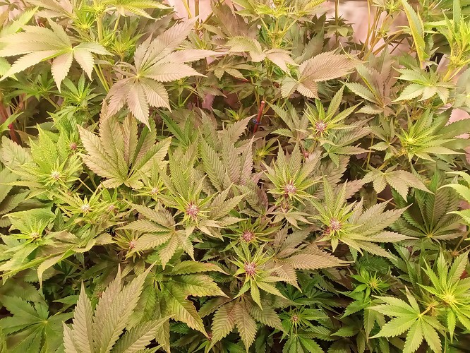 Growreport Bild 12