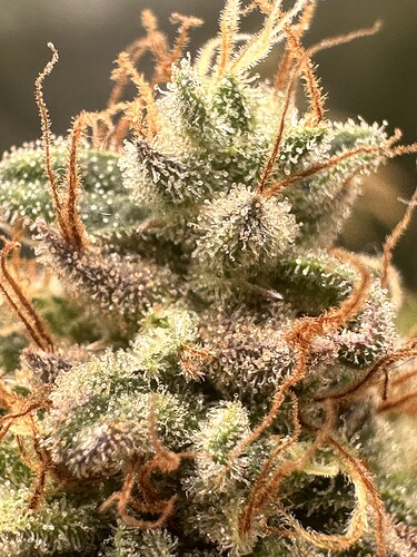 Growreport Bild 1