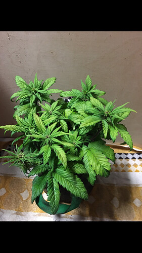 Growreport Bild 1