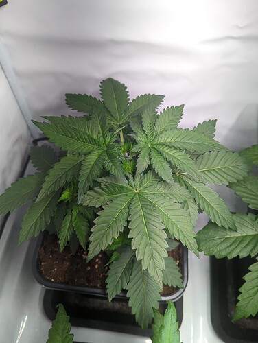 wt15_purepowerplant_oben_2