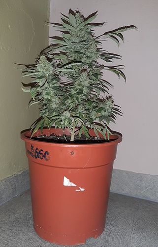 Growreport Bild 1