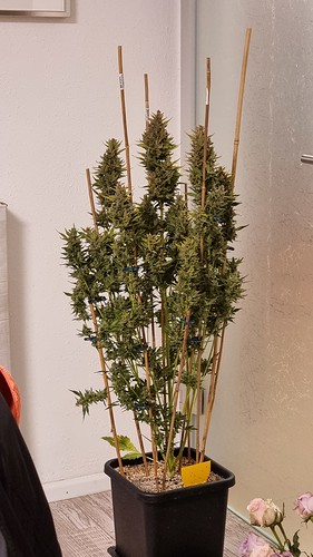 Growreport Bild 19