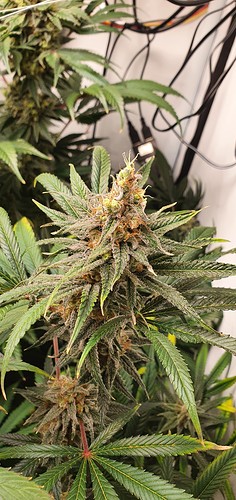Growreport Bild 24