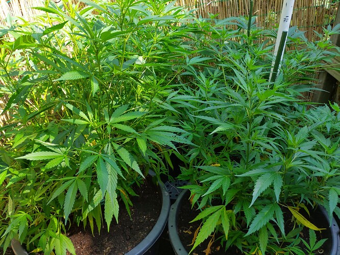 Growreport Bild 2