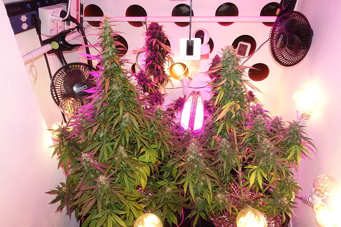 Growreport Bild 4