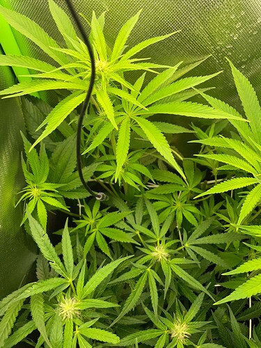 Growreport Bild 6