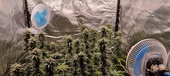 Growreport Bild 36