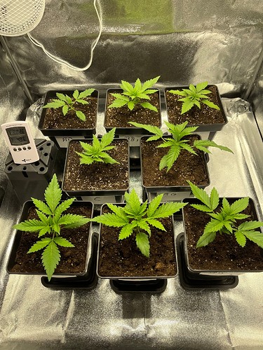 Growreport Bild 8