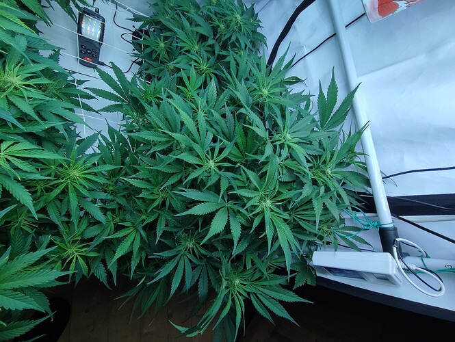 Growreport Bild 64