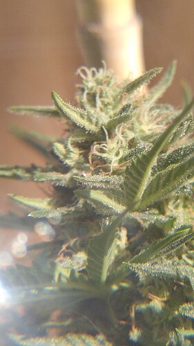 Growreport Bild 22