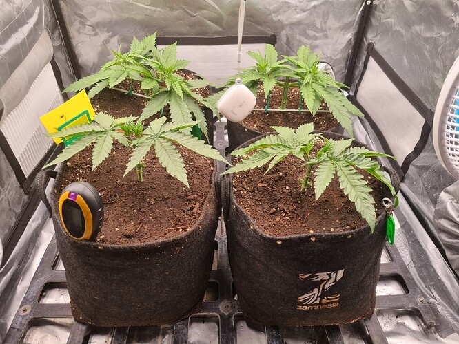 Growreport Bild 35