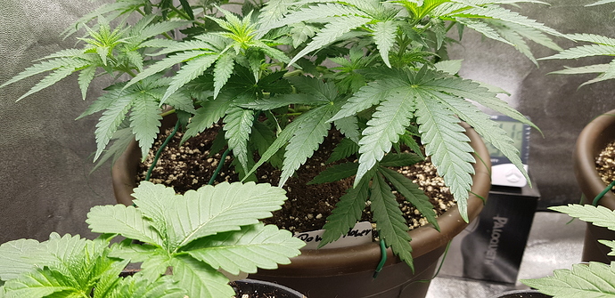 Growreport Bild 3