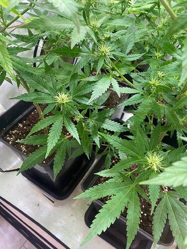 Growreport Bild 4