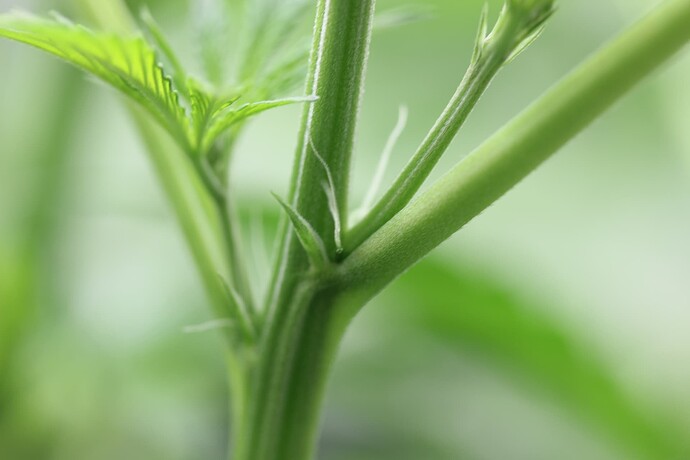 Growreport Bild 1