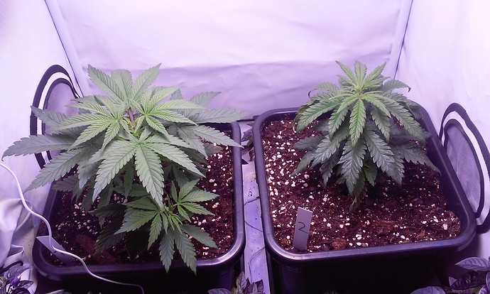 Growreport Bild 8
