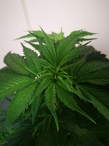 Growreport Bild 22