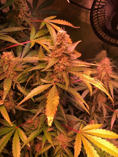Growreport Bild 13