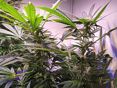 Growreport Bild 5
