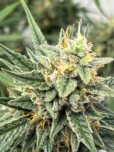 Growreport Bild 36