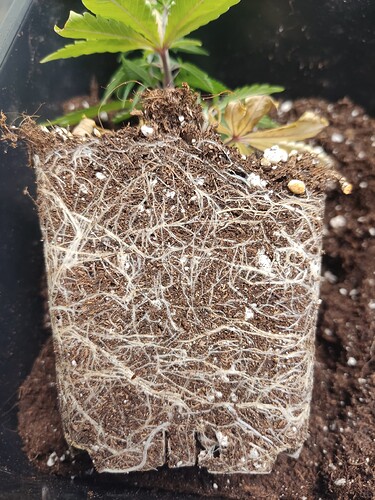Growreport Bild 18