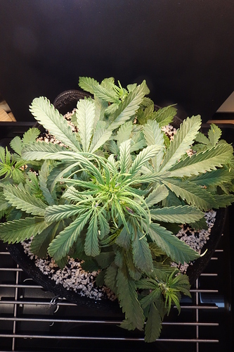 Growreport Bild 4