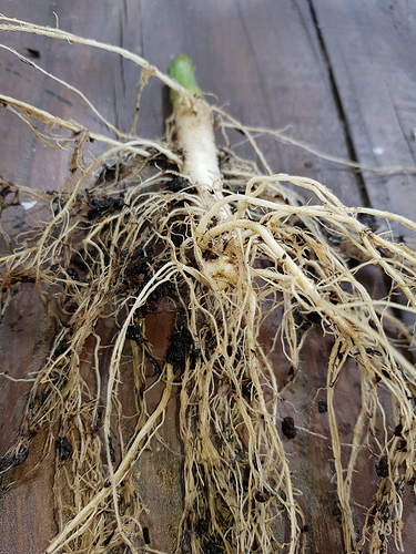 Growreport Bild 9