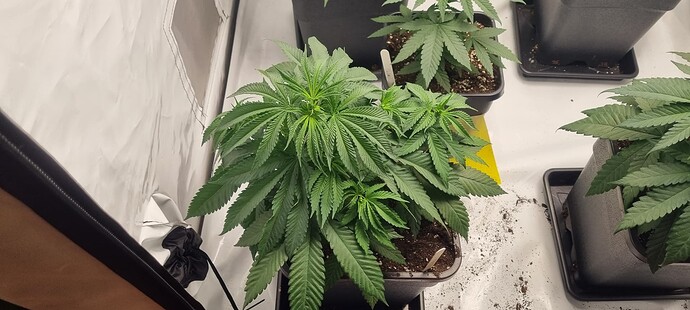 Growreport Bild 7