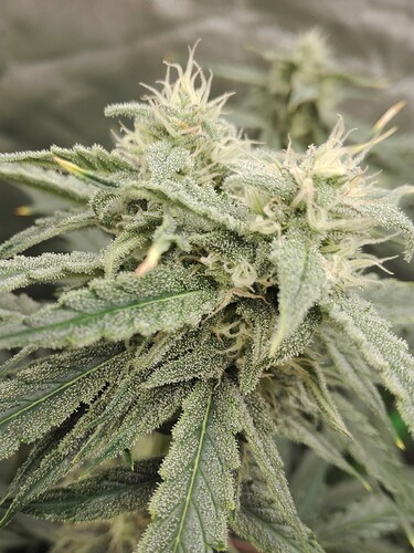 Growreport Bild 23