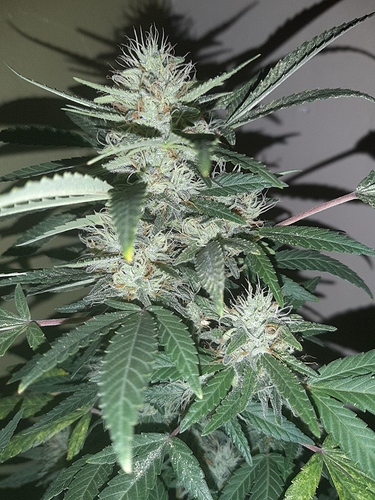 Growreport Bild 9