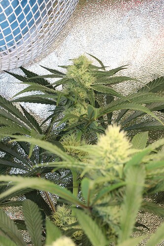 Growreport Bild 6
