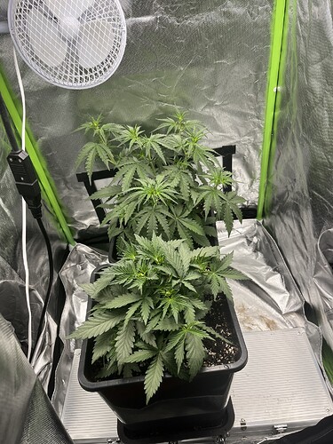 Growreport Bild 19