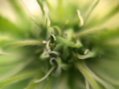 Growreport Bild 37