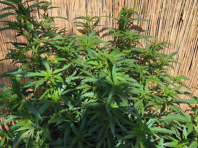 Growreport Bild 29