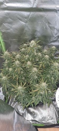 Growreport Bild 28