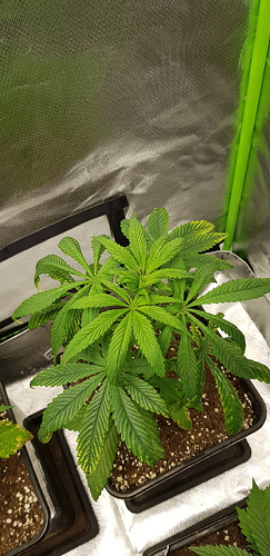 Growreport Bild 6