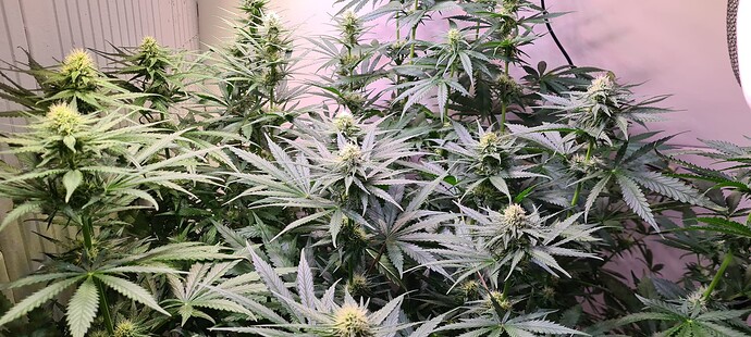 Growreport Bild 9