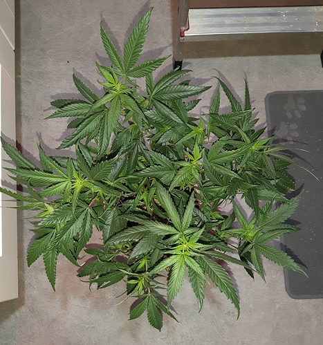 Growreport Bild 2