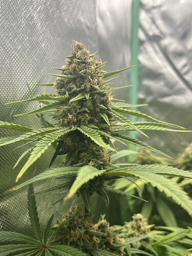 Growreport Bild 4