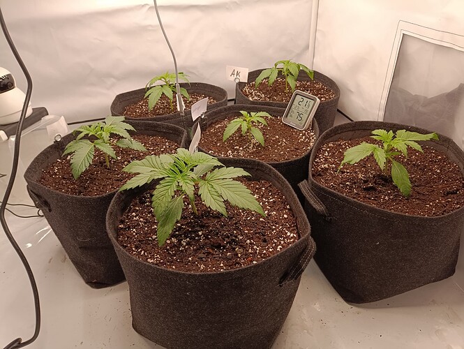 Growreport Bild 9