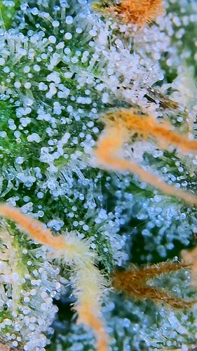 Growreport Bild 10