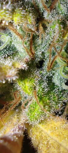 Growreport Bild 7
