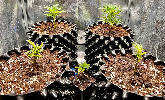 Growreport Bild 1
