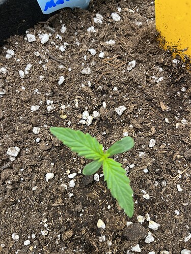 Growreport Bild 4