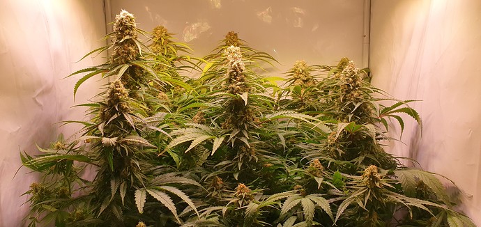 Growreport Bild 3