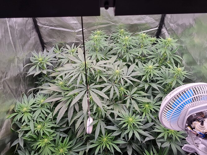 Growreport Bild 30