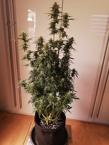 GG#1_231221-1