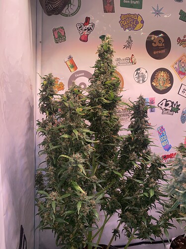 Growreport Bild 2