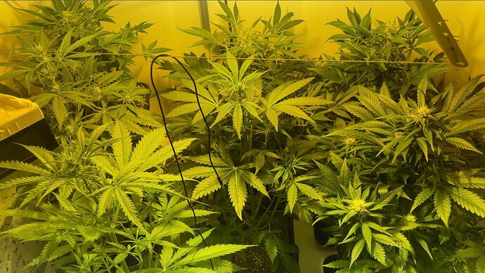 Growreport Bild 38