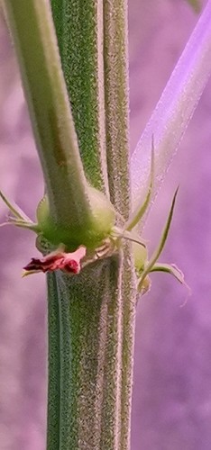 Growreport Bild 4