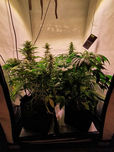 Growreport Bild 1